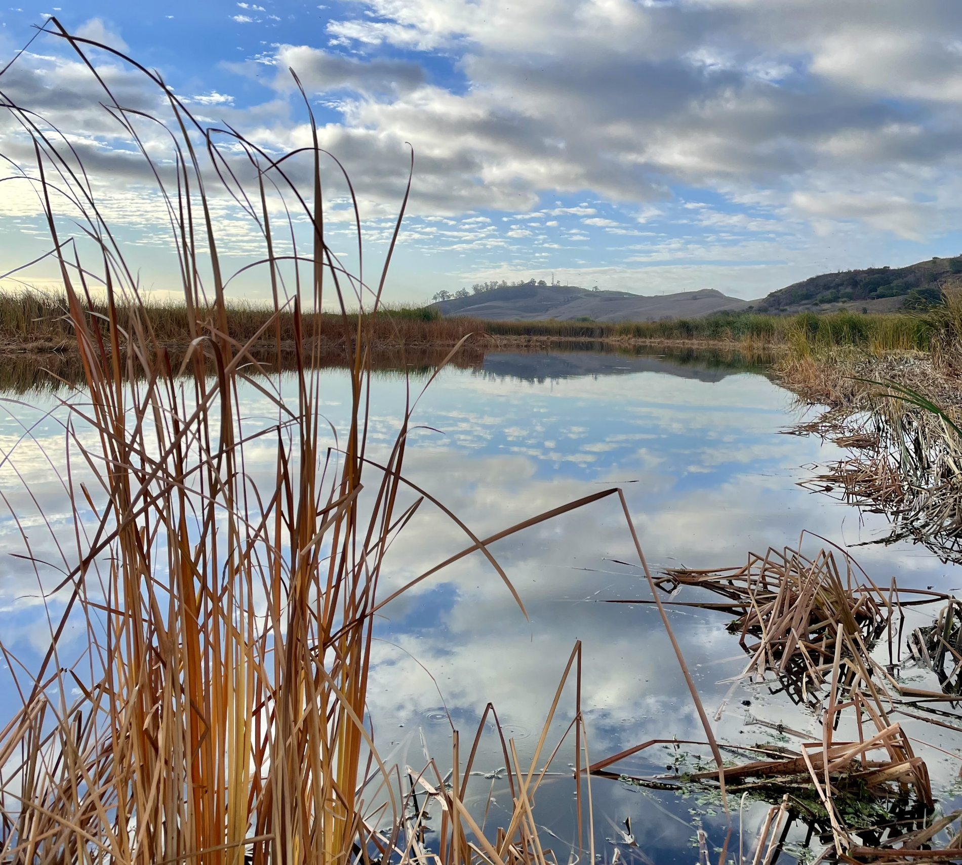 Coyote Hills